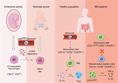 Cross-talk between macrophages and gut microbiota in inflammatory bowel disease: a dynamic interplay influencing pathogenesis and therapy